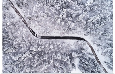 Road Through The Winter Forest