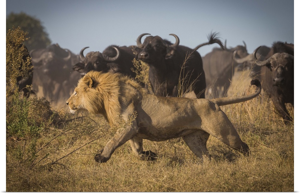 A male lion running with large stampeding cape buffalo barreling in from the distance.