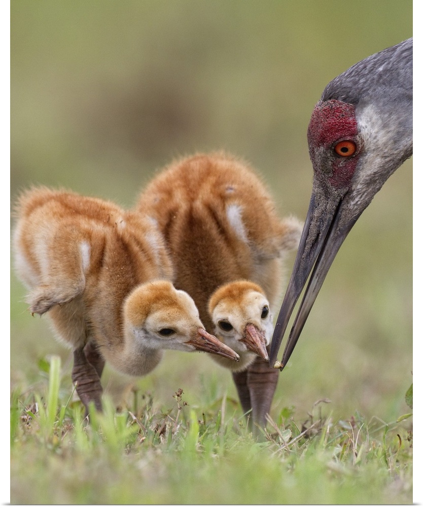 A portrait of two baby sandhill cranes nuzzling beaks with their mother.