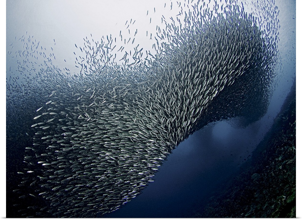 A dynamic photograph of a school of fish swarming.