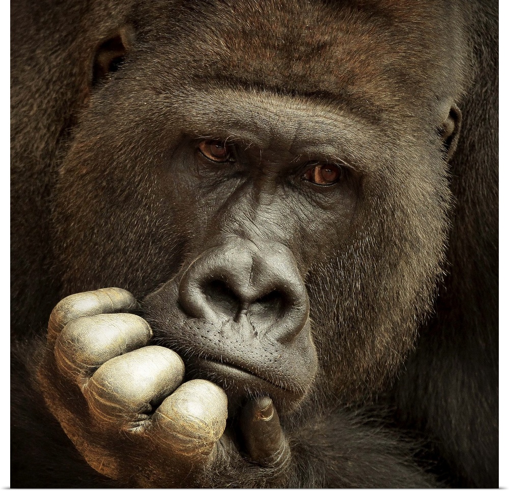 Portrait of a gorilla with its hand on its chin looking at something thought.