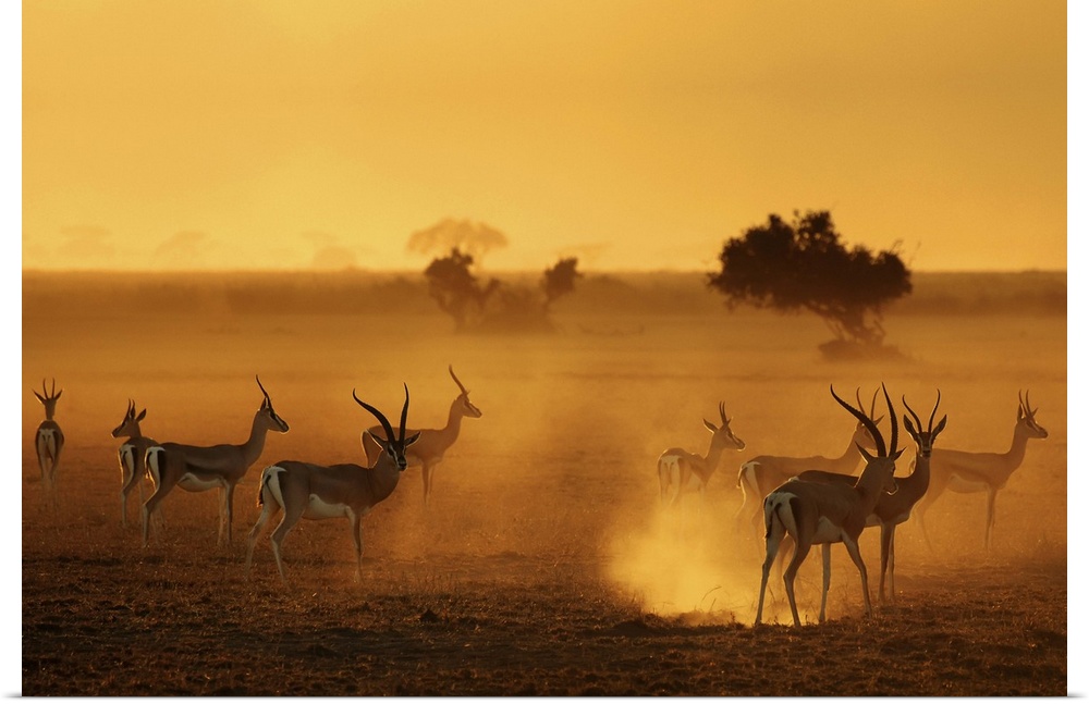 Silhouetted antelopes on the African Savannah.