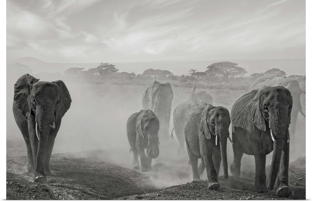 Black and white image of a herd of African elephants walking through a dusty plain.