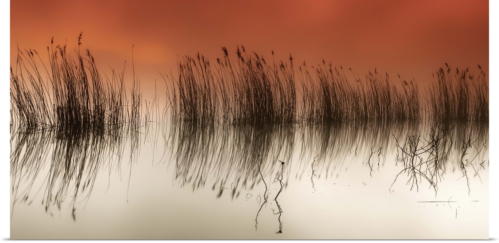 Reeds in the water with mirror reflections, Pateira de Fermentelos, Portugal.