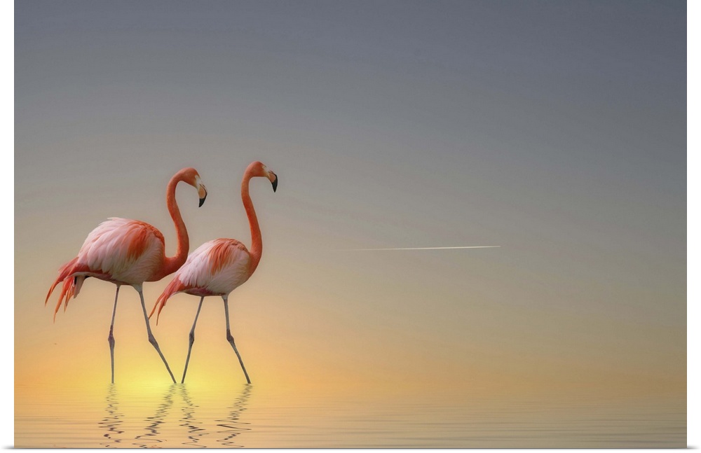 Two Caribbean Flamingos walk in pastel-colored water.