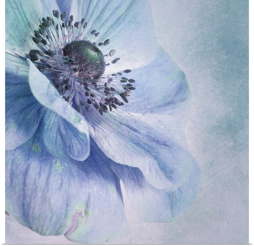 Close up image of a flower with broad petals in blue tones.