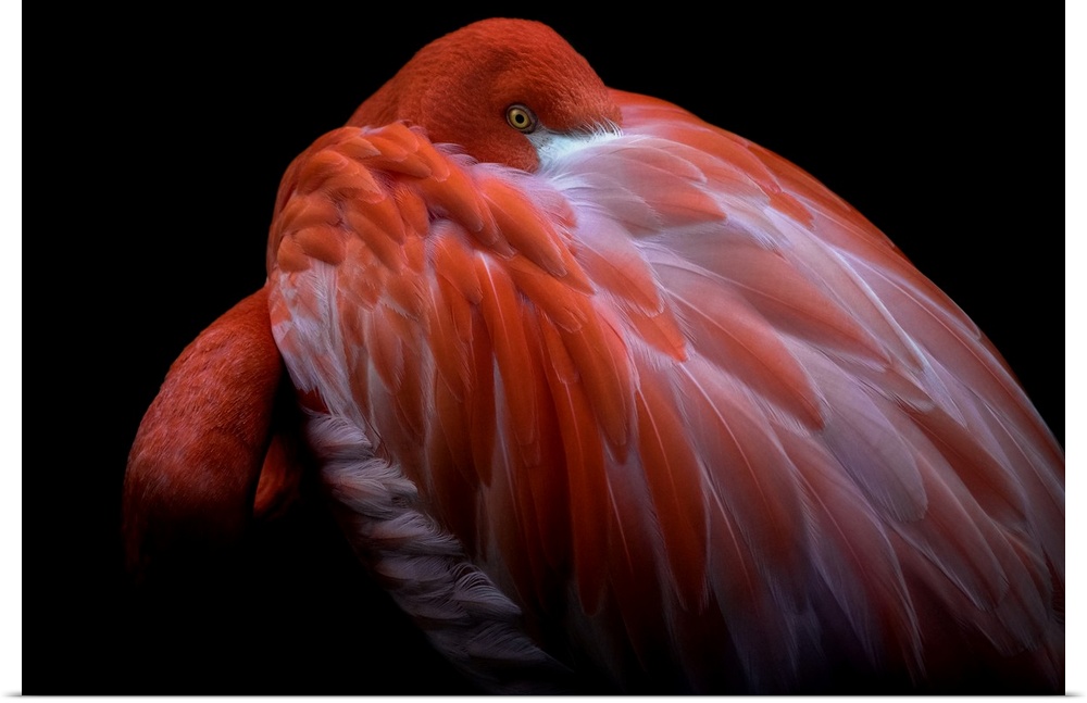 A Caribbean Flamingo with its head buried in its feathers, with just its eye visible.