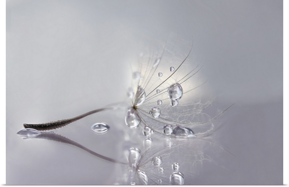 Macro photo of a dandelion seed with water drops.