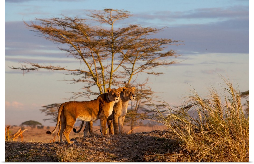 Wildlife photograph of two lionesses in the savannah, Tanzania.