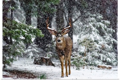 Snow Storm And The Buck Deer