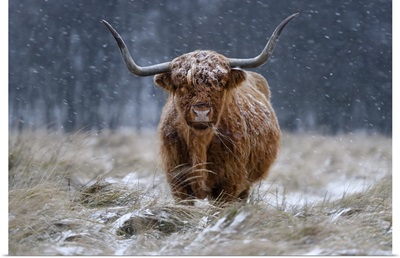 Snowy Highland Cow