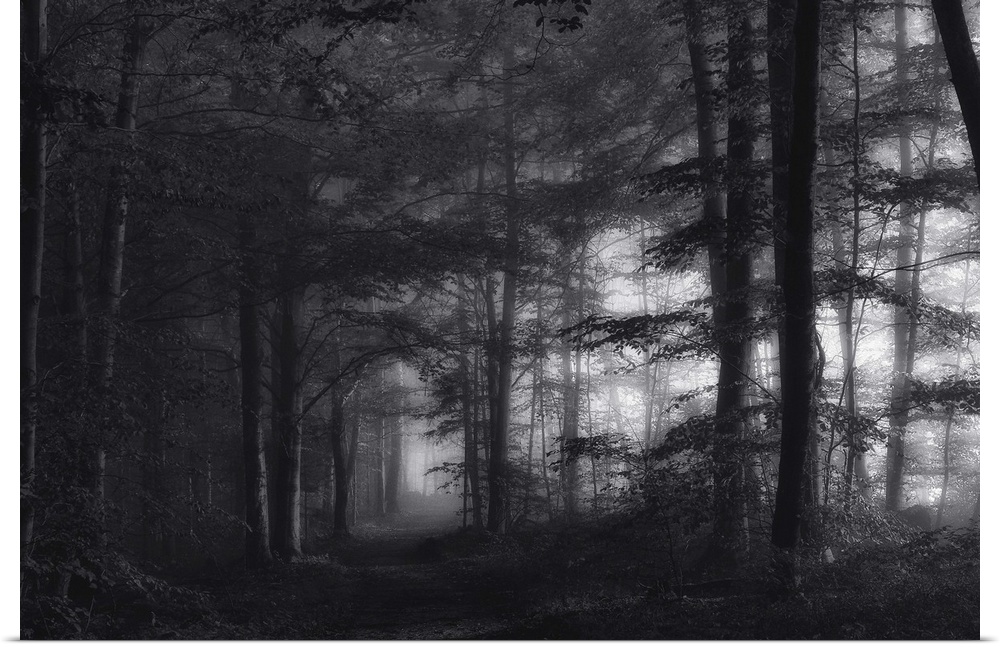 Black and white image of a misty forest.