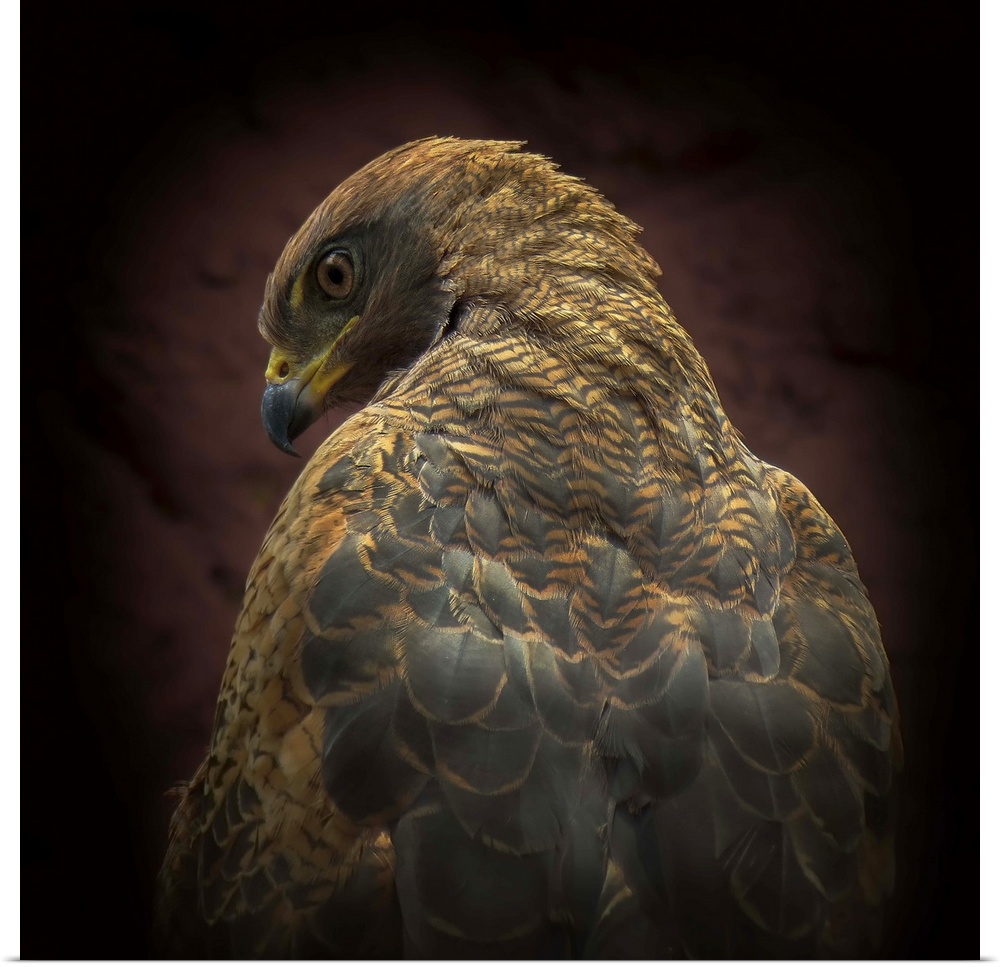 A portrait of a hawk from behind with it looking over its shoulder a the camera.