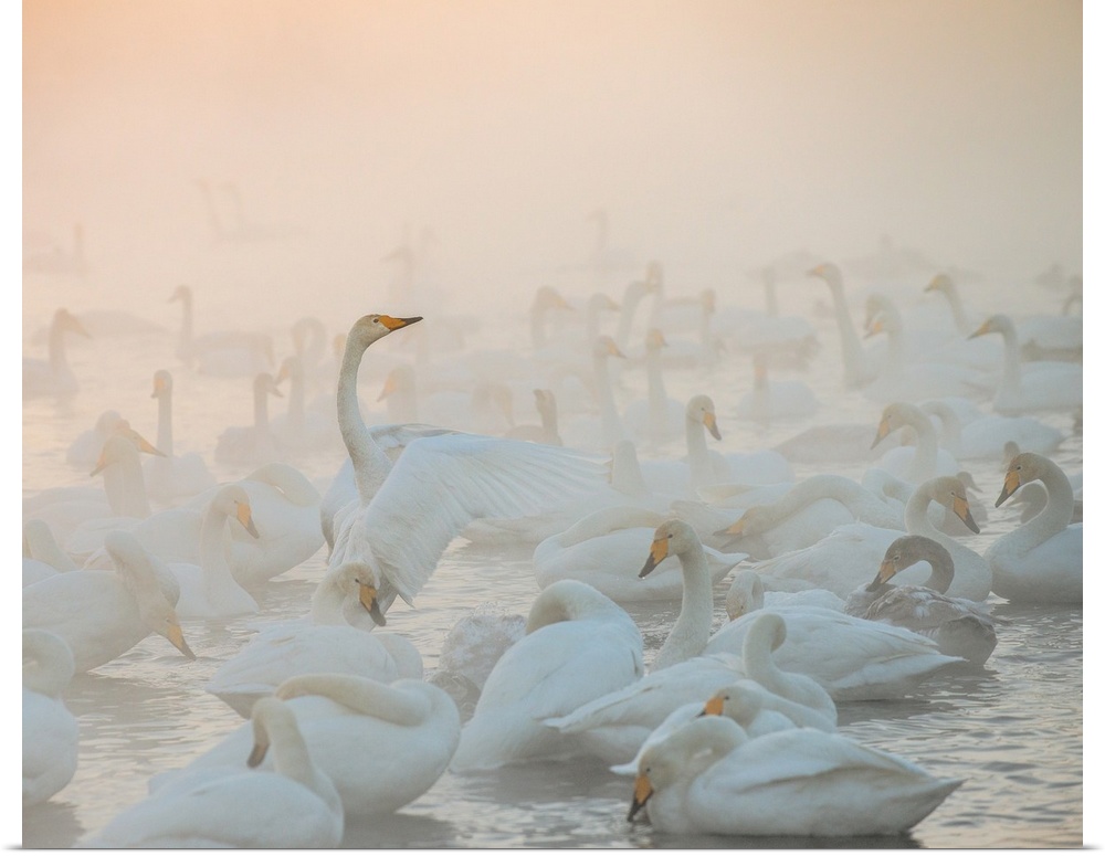 A flock of Whooper Swans on the water in the morning mist.