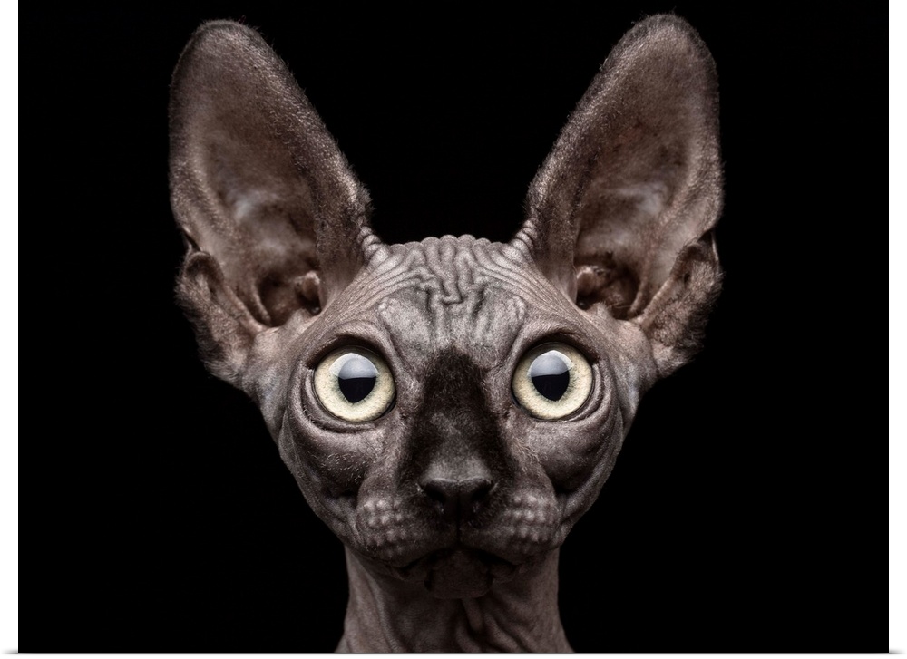 Portrait of a hairless Sphynx cat with large eyes.