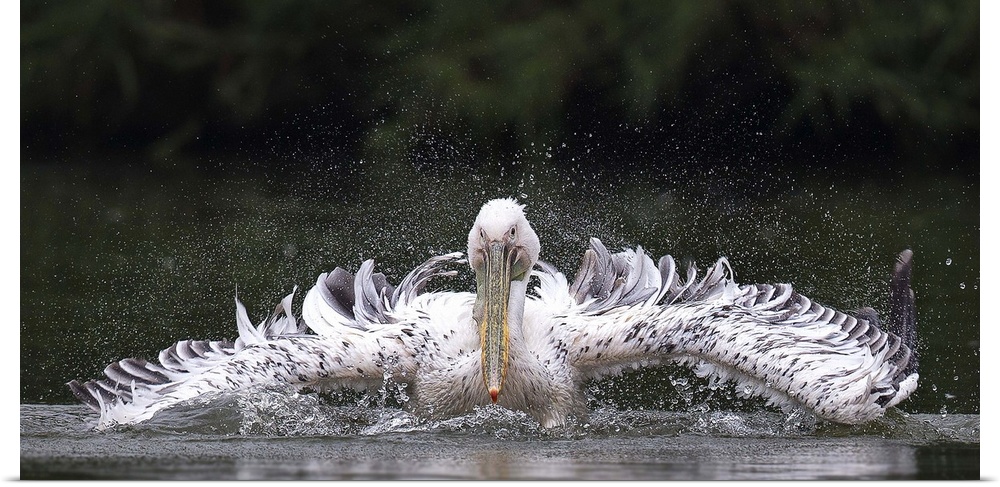 Pelican splashing in the water, with long awkward wings.