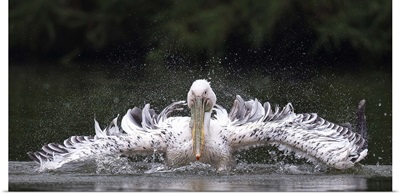 Splashing Pelican