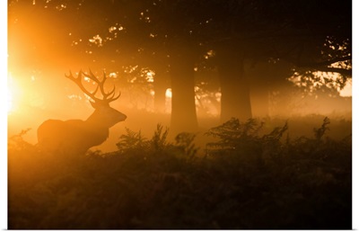 Stag In The Mist