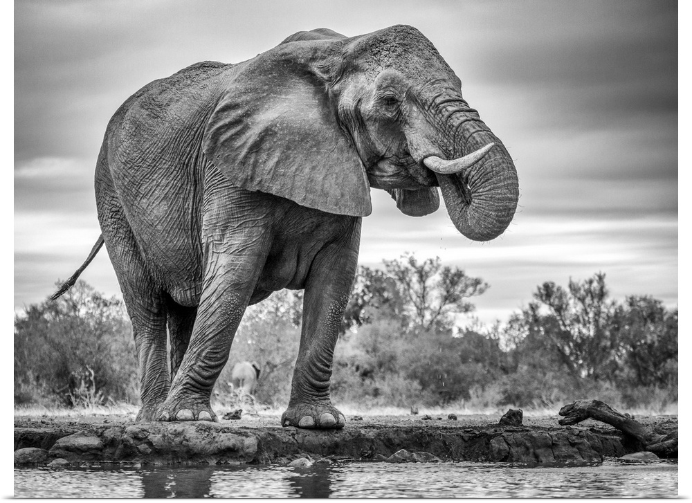 A giant African elephant standing in front of water taking a drink.