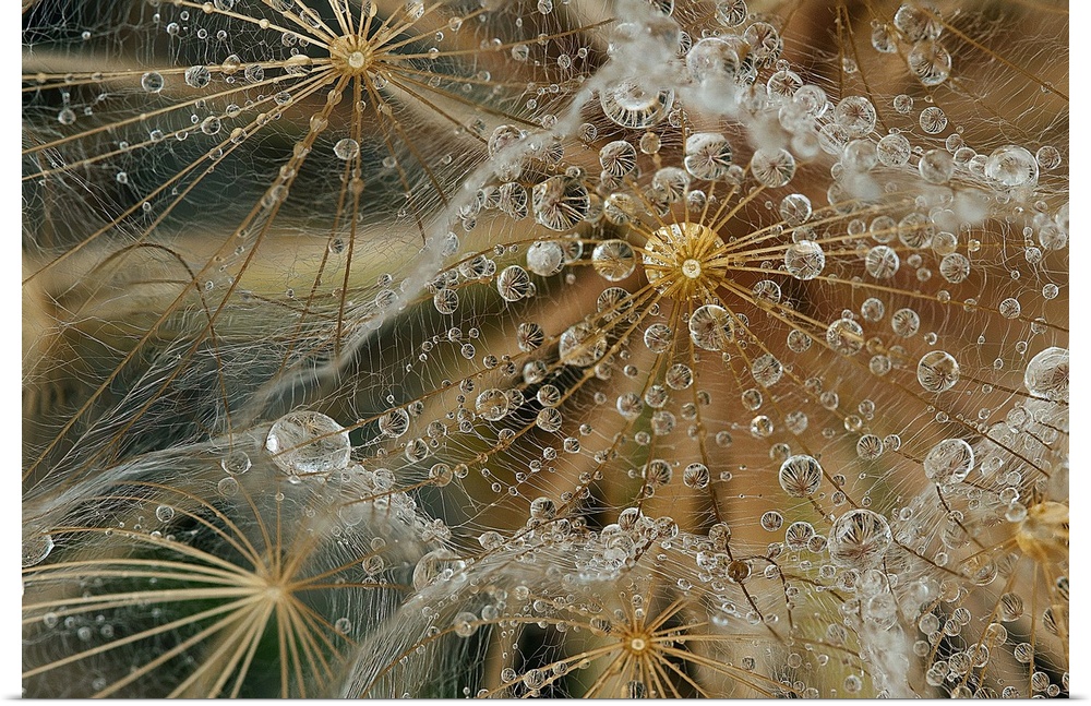 Extreme close-up of dew drops on a wispy floral plant.
