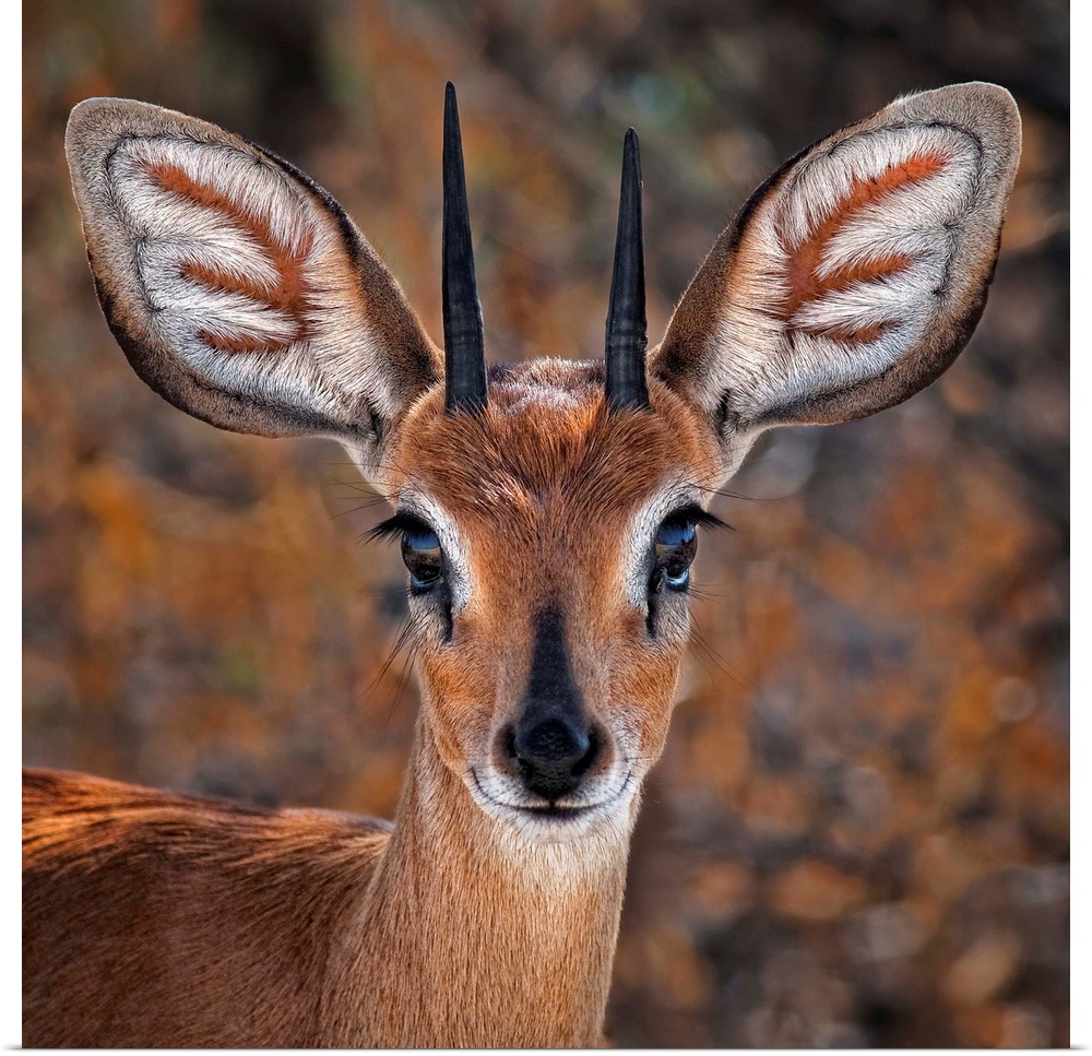 Portrait of a steenbok, a small antelope with large ears and pointed antlers.