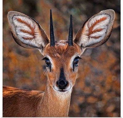 Steenbok, One Of The Smallest Antelope In The World