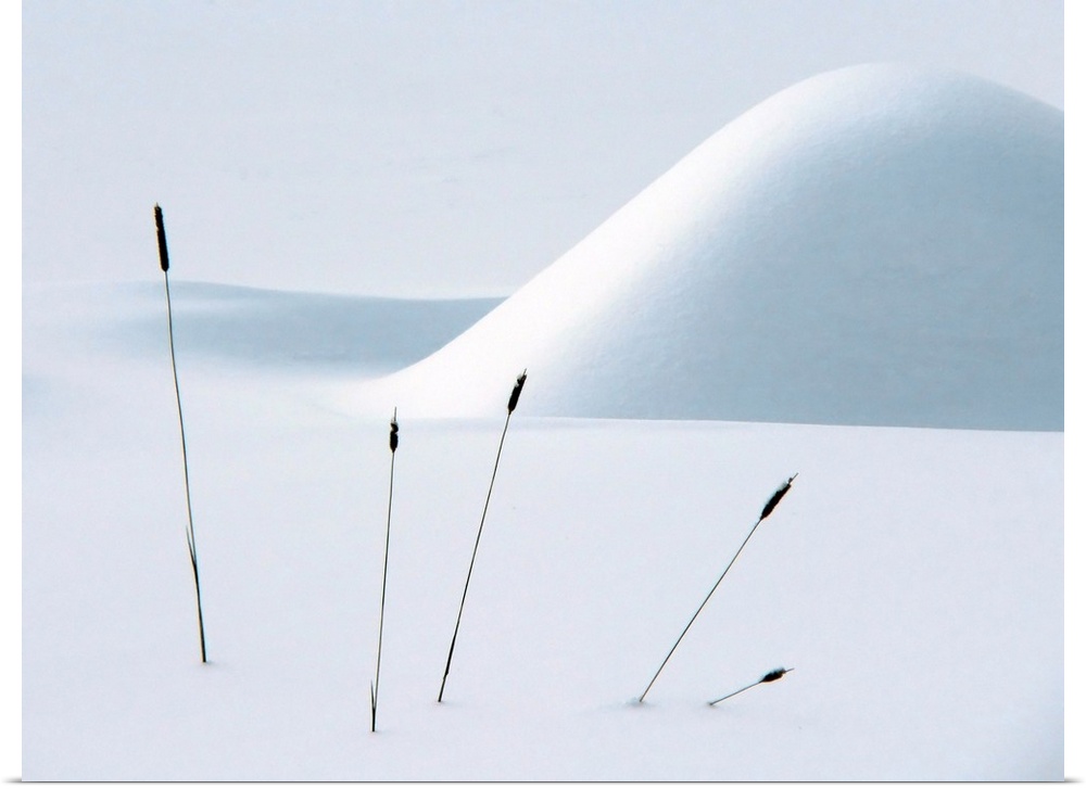 Dark cattail reeds poking out of a heavy blanket of snow in the winter.