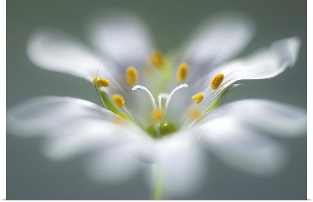 Closeup image of a the stamen in the center of a white flower.