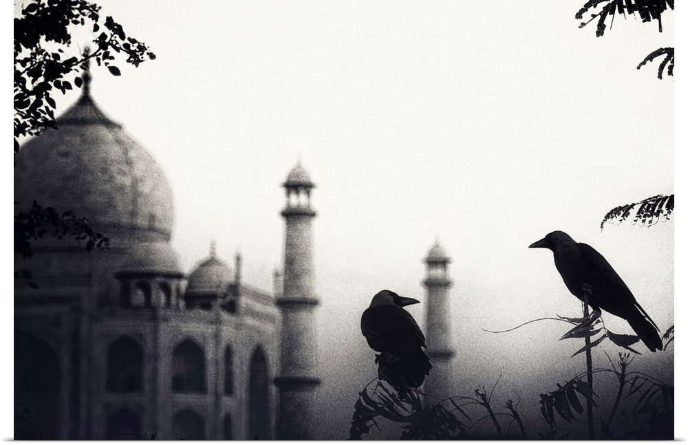 Two crows sitting on branches with the Taj Mahal in the background.