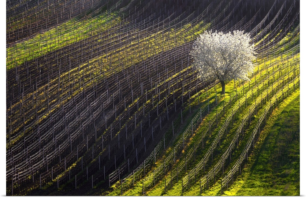 Moravian rolling landscape with apple tree and vineyards. South Moravian, Czech Republic.