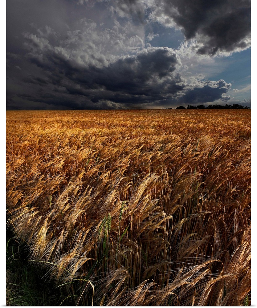 Intense clouds hanging over a field of golden crops.