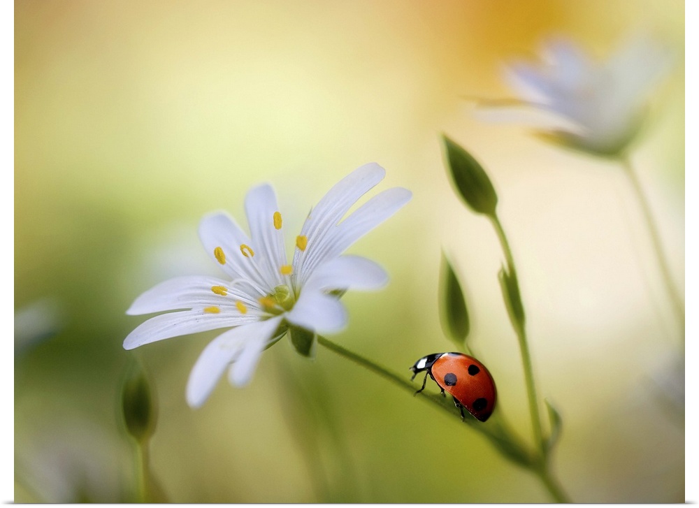 A bright red ladybug climbs up the stem of a white flower.