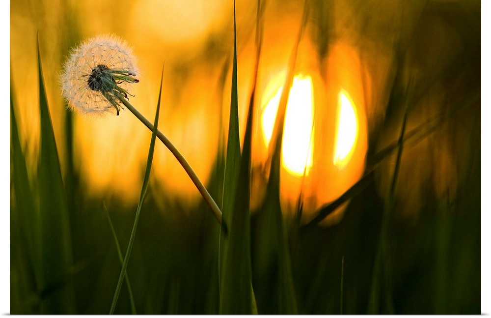 A dandelion flower full of seeds sways in the wind, with the setting sun in the distance.