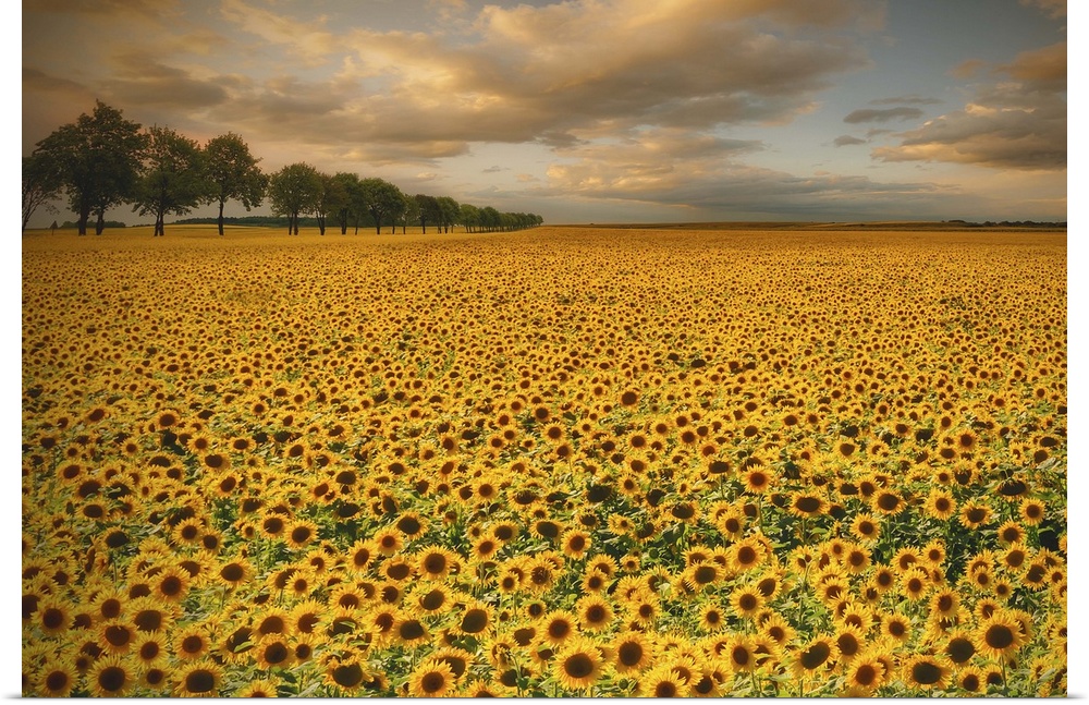 Wide open field of sunflowers under a cloudy sky, Poland.