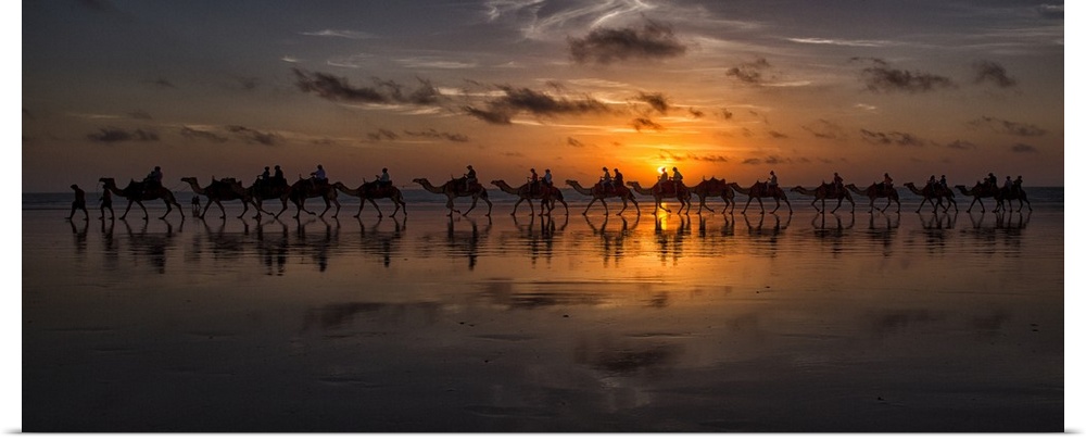 Panoramic photograph of a line of camels walking through the desert at sunset.
