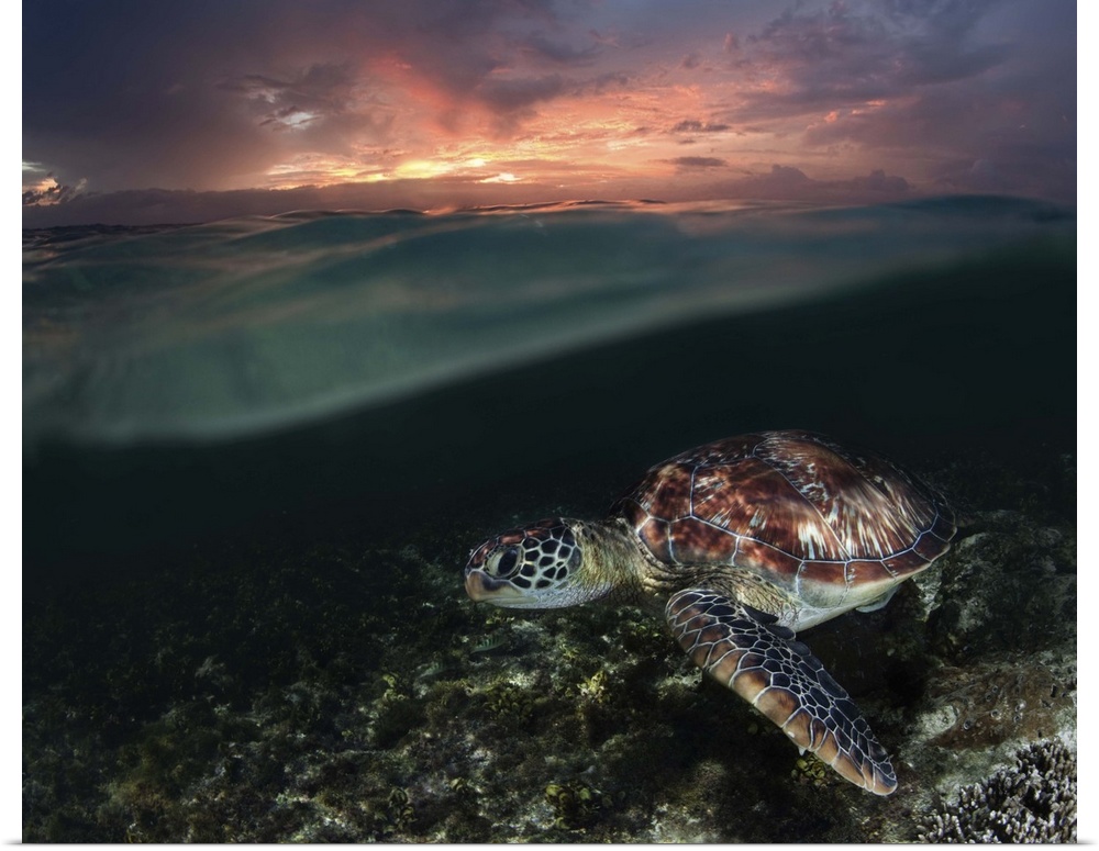A sea turtle swims just below the surface at sunset.