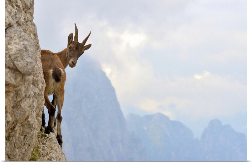 A young goat stands on the edge of a mountain looking behind in curiosity.