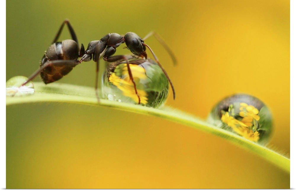 A close up image of an ant on a blade of grass drinking water from a dewdrop.
