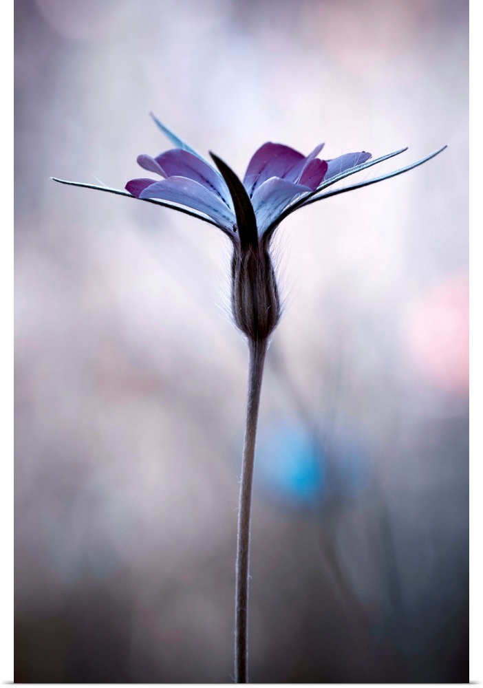 Fine art photo of a purple flower against a blurred background.