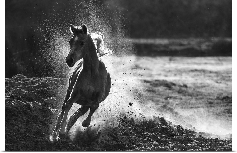 Black and white image of a horse galloping in the sand, kicking up dust behind it.