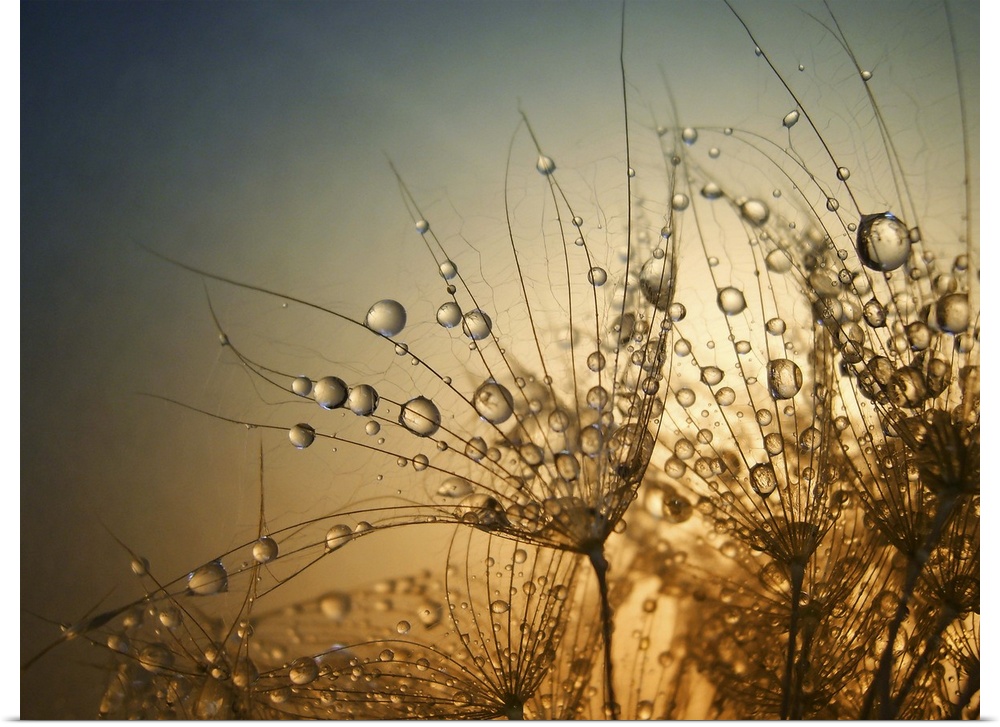 Macro photo of droplets of water on small plants, at sunset.