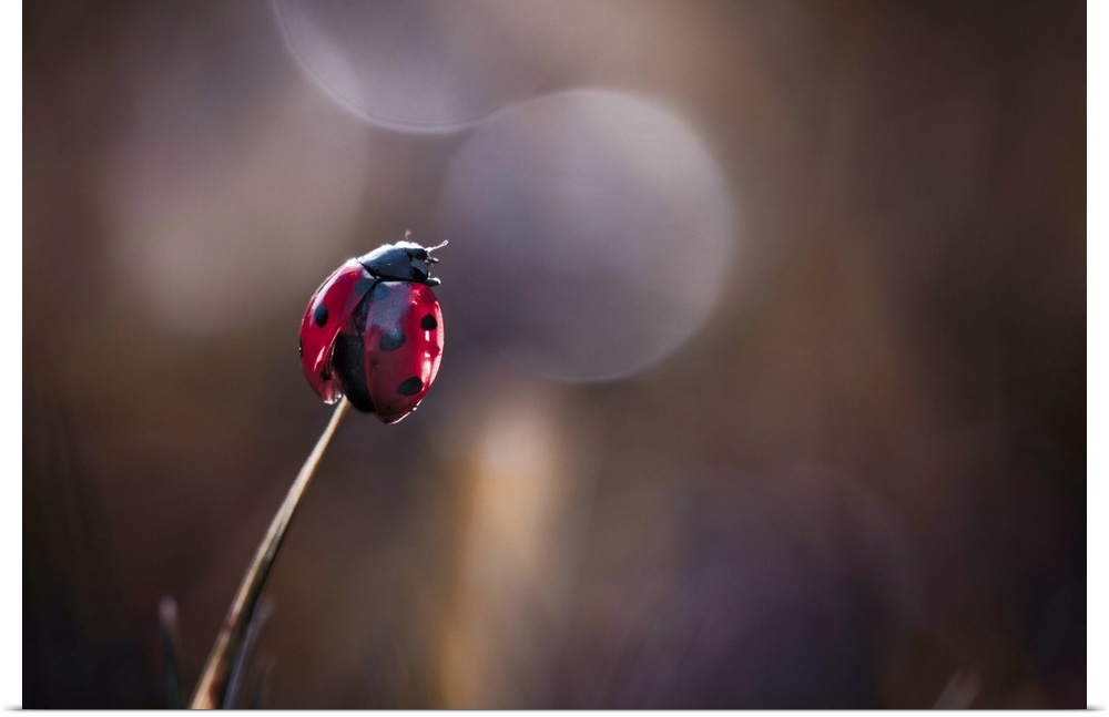 A Seven-spotted Ladybug perched on the tip of a blade of grass.