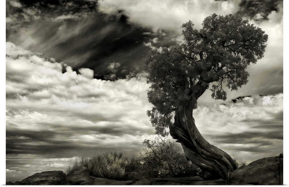 Black and white image of a tree with a twisted trunk, with a cloudy sky above.