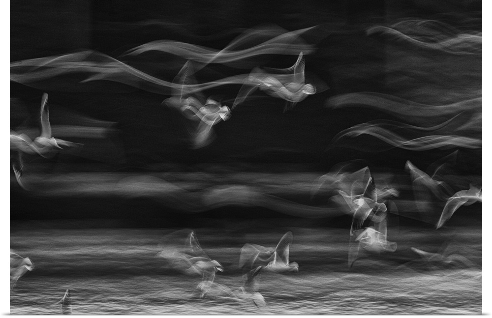 Long exposure image of seagulls in flight, creating an abstract image of waves.