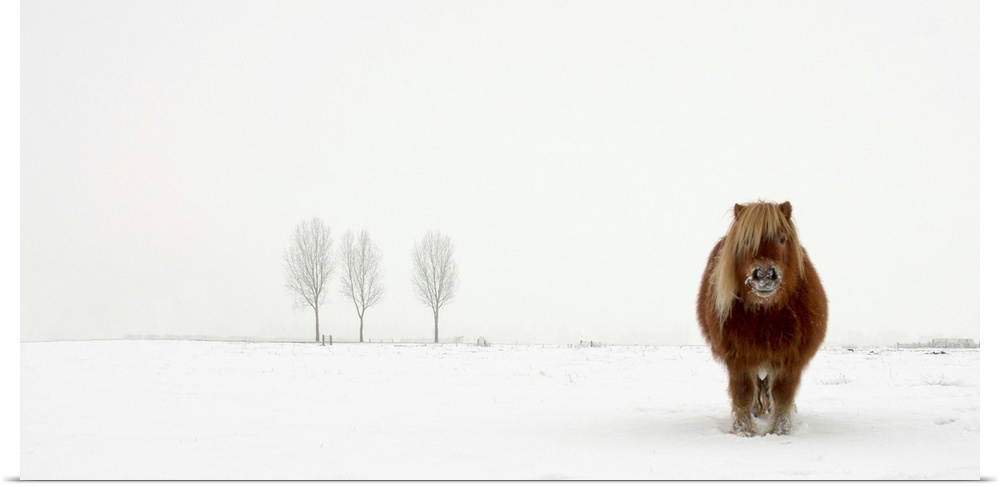 A portrait of an Icelandic pony standing in w blustery winter landscape.