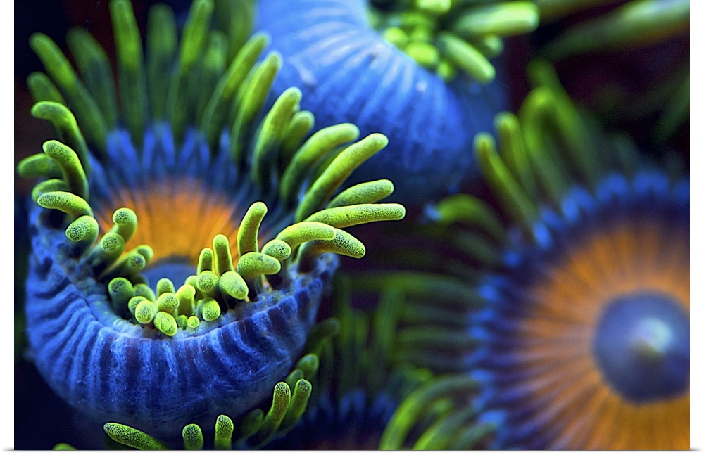 Neon colored sea anemones with numerous tentacles in an aquarium.