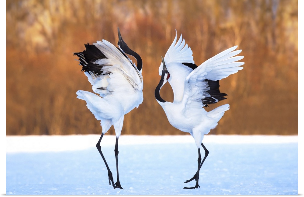 Two Red Crowned Cranes performing a mating dance in the snow.