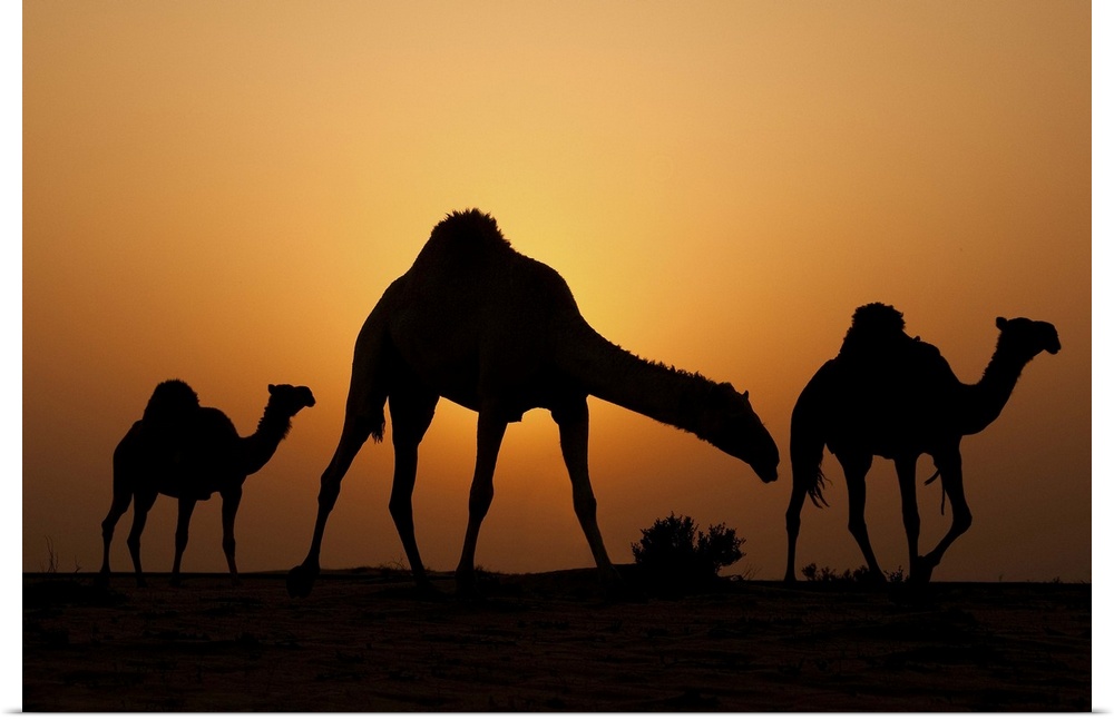 Silhouettes of three camels in the desert at sunset.
