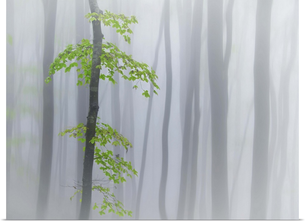 A tree with vivid green leaves stands out against the silhouetted forest in the fog.