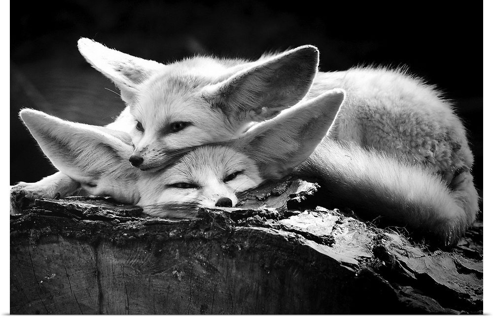 Two adorable fennec foxes with big ears cuddling together on a log.